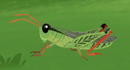 WK Grasshopper