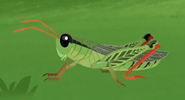 Grasshopper