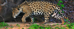Amazon-jaguar.jpg