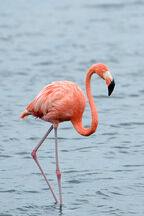 American Flamingo.jpg