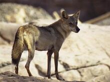 Arabwolf4a.jpg