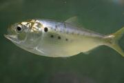 Atlantic menhaden.jpg