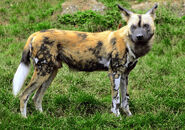 East African Wild Dog