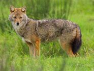 Golden jackal