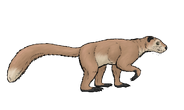 Kopidodon as Shuangmiaosaurus