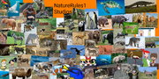 My NatureRules1 Spoof Poster.png