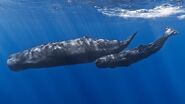 Sperm Whale and a calf.