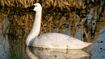 Tundra Swan