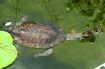 Argentine Snake-Necked Turtle