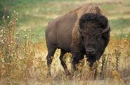 American Bison as Cape Buffalo