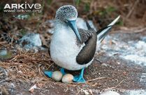 Blue-Footed Booby.jpg