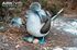 Blue-Footed Booby as Germanodactylus