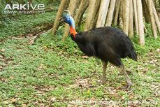 Casuarius unappendiculatus.jpg