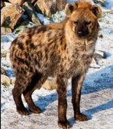 Cave hyena (Crocuta crocuta spelaea)