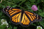 Monarch Butterfly as Citrus Swallowtail