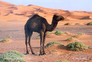 Dromedary Camels