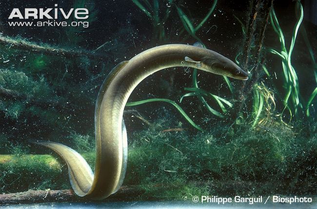 European Eel The Parody Wiki Fandom