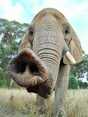 Elephant Trunk Images.jpg (10 KB)