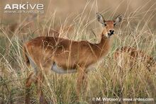 Female-puku-feeding-on-grass.jpg