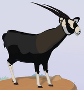 Gemsbok