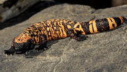 Reticulate Gila Monster as Panther Chameleon