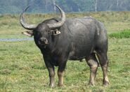 Wild Water Buffalo as Pachyrhinosaurus