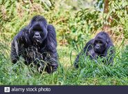 Male and Female Eastern Gorillas