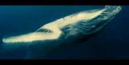 Oceans 2010 Humpback Whale.png (747 KB) Humpback Whale