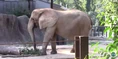 Riverbanks Zoo Elephant.png (2.29 MB)