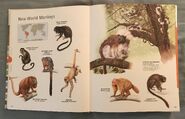 Visual Dictionary of Animals (14)
