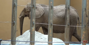 Zoo Anlanta Elephant.png (1.8 MB) Kelly