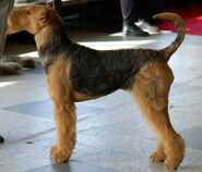 Airedale Terrier