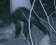 Bigfooot.jpg