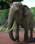 Borneo-elephant-zootycoon3