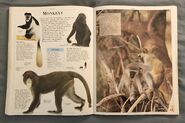 DK Encyclopedia Of Animals (116)