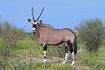 Gemsbok