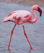 Lesser Flamingo (V3)