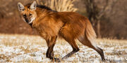 Maned Wolf.jpg