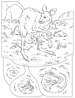 Download National Geographic Coloring Book Animals Alphabet The Parody Wiki Fandom