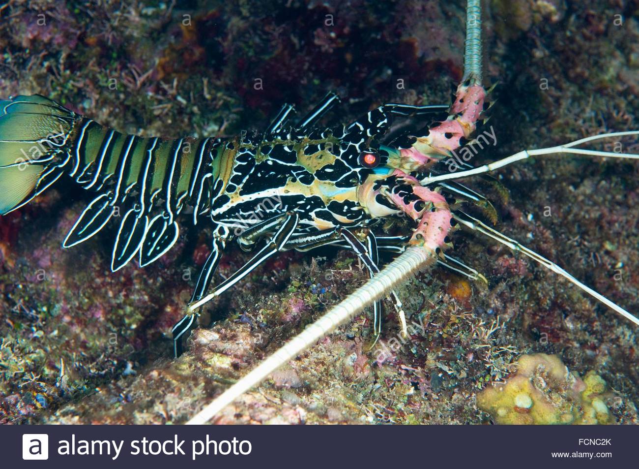 blue spiny lobster