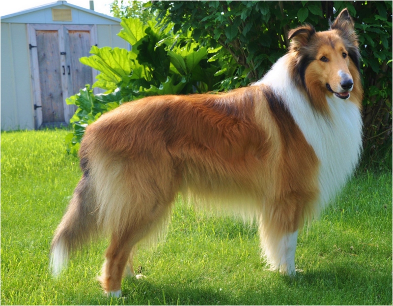 Sassy Lassie, The Rough Collie Guide Dog