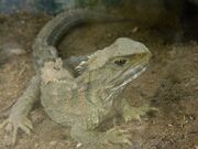 Tuatara.jpg