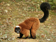 Red Ruffed Lemur