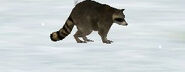 North American Raccoon