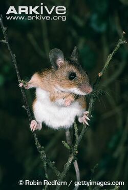 Yellow-necked-mouse-showing-chest-band.jpg