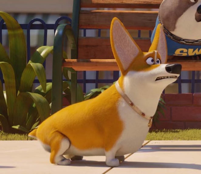 Bella the deals corgi