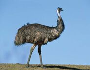 Australian Emu as Citipati