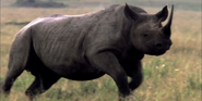 Eastern Black Rhinoceros as Pete