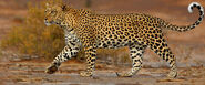 African Leopard as Cliff