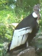 Akron Zoo Condor
